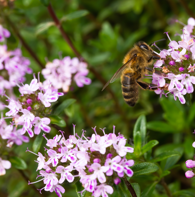 Thyme - Caraway