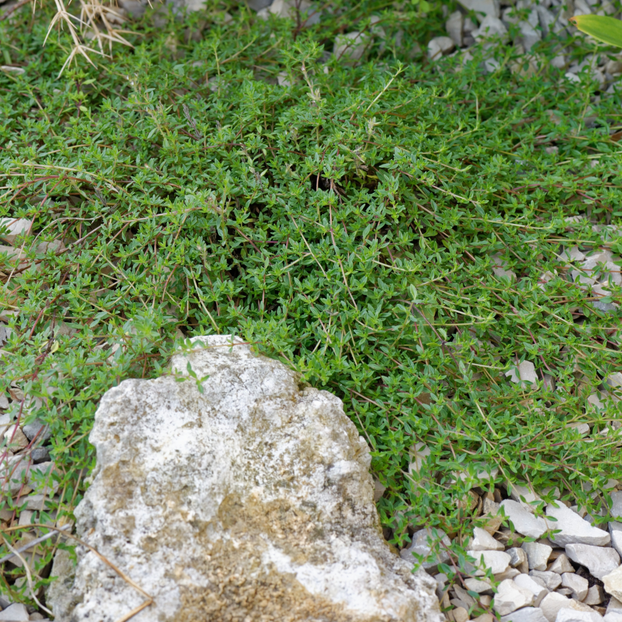 Thyme - Caraway
