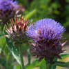Cardoon