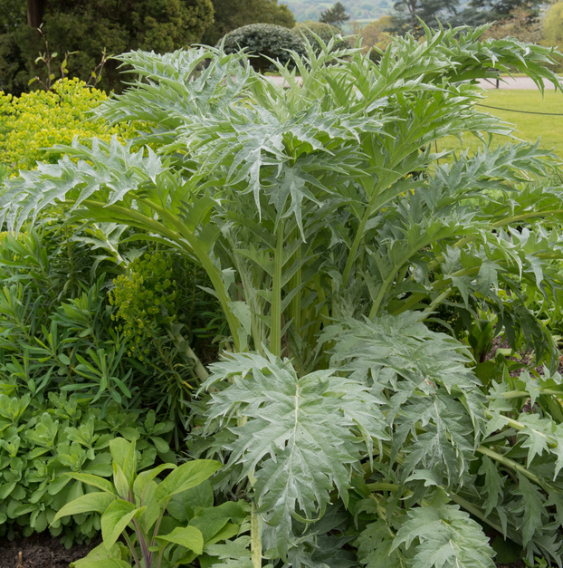 Cardoon