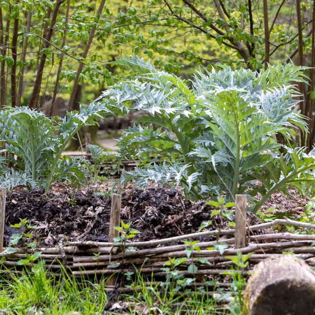 Cardoon