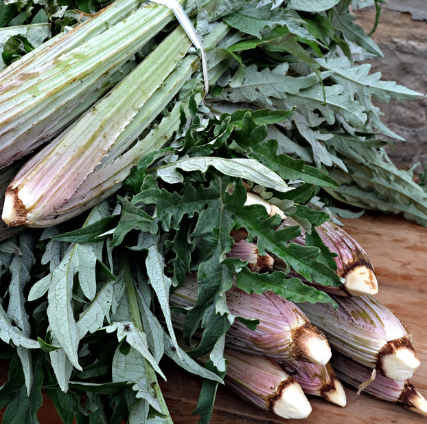 Cardoon