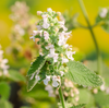 Catnip