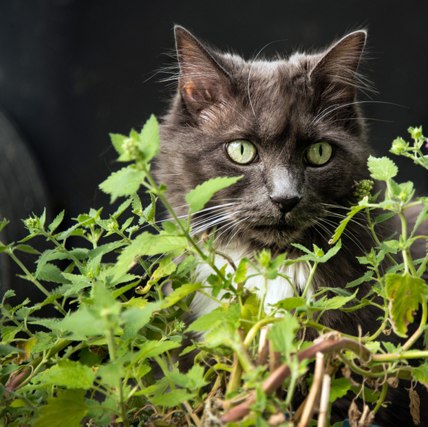 Catnip