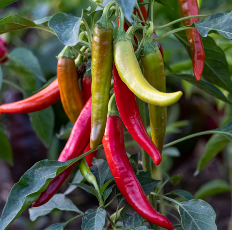 Chilli Pepper Cayenne