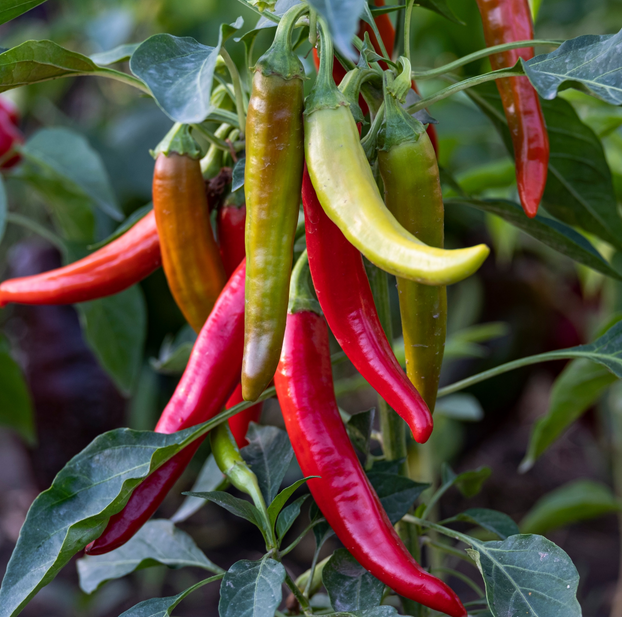 Chilli Pepper Cayenne