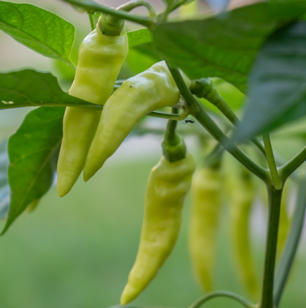 Chilli Pepper Cayenne