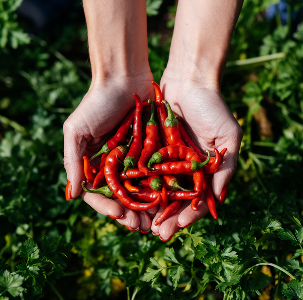 Chilli Pepper Cayenne