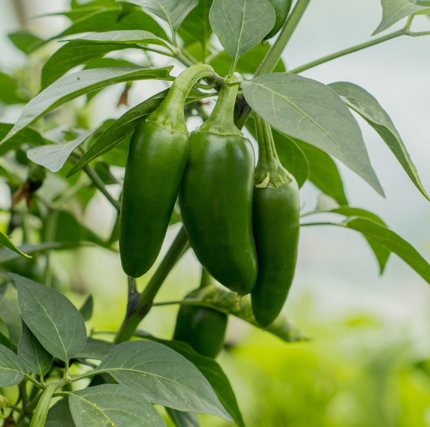 Chilli Pepper Jalapeno