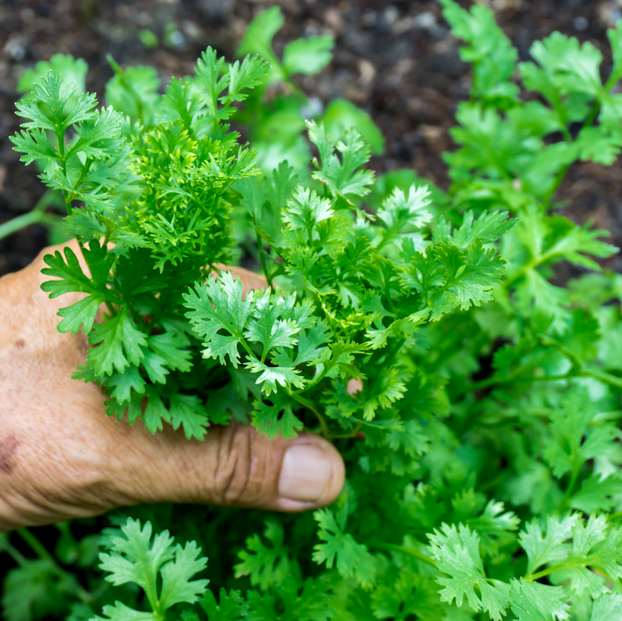 Coriander