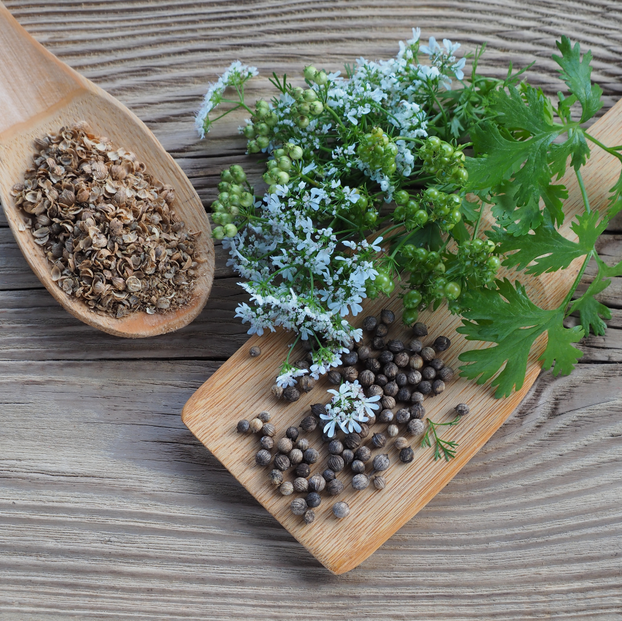 Coriander