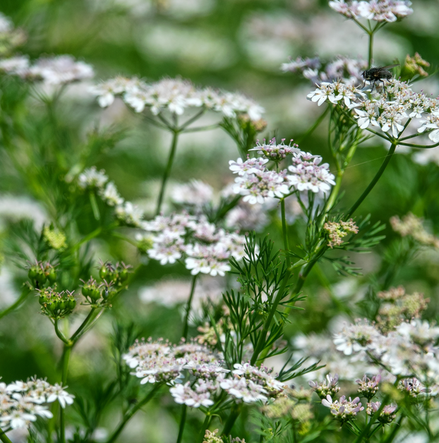 Coriander