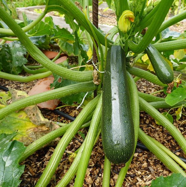 Courgette El Greco