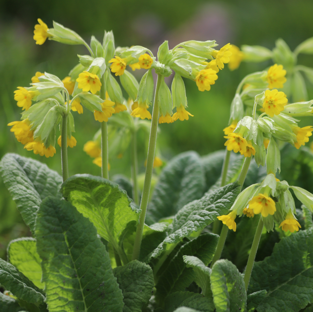 Cowslip