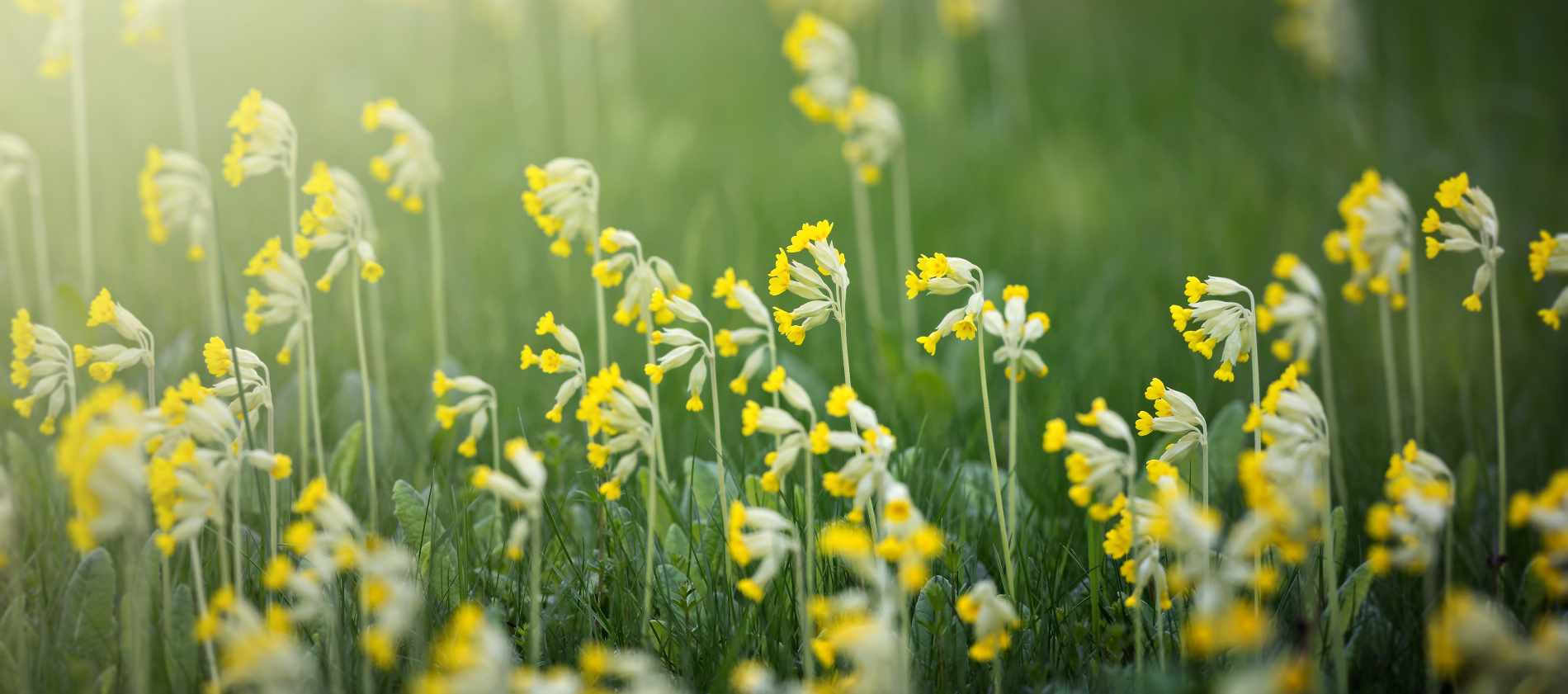 Average Height and Spread