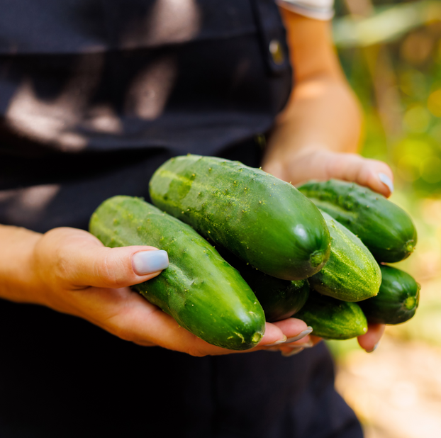Cucumber Ridge Perfection