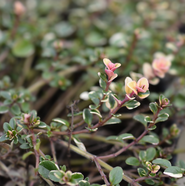 Thyme - Foxley