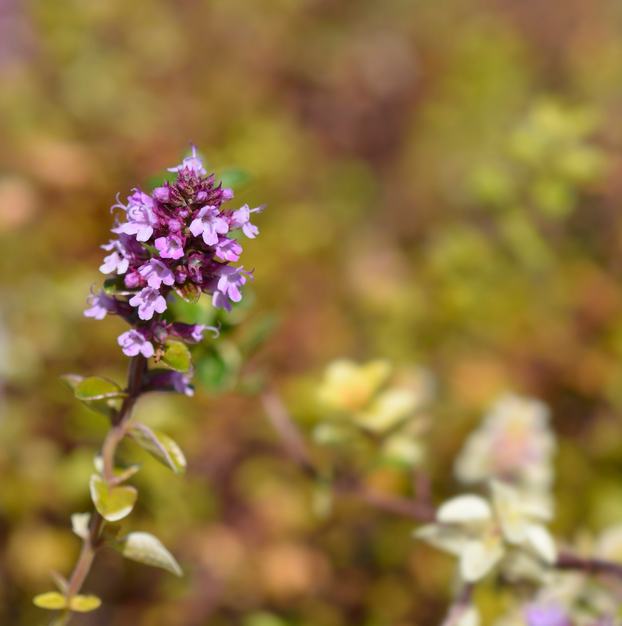 Thyme - Foxley