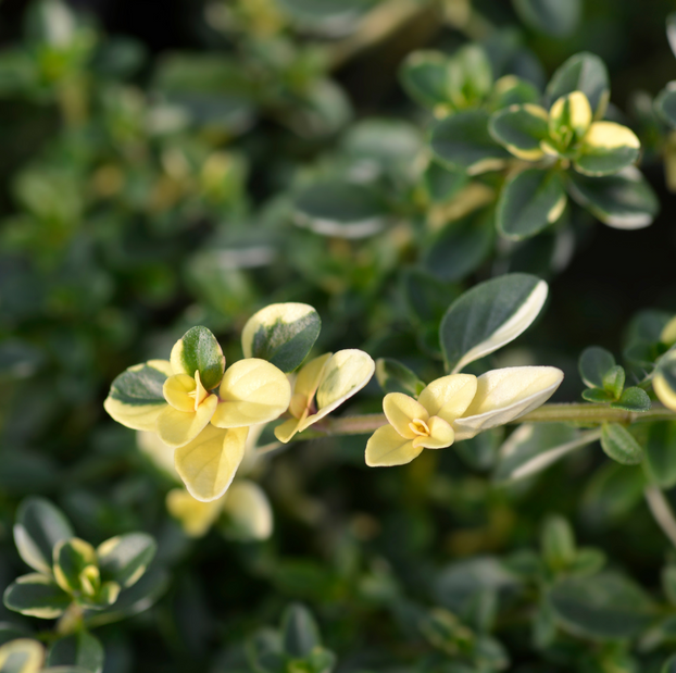 Thyme - Foxley