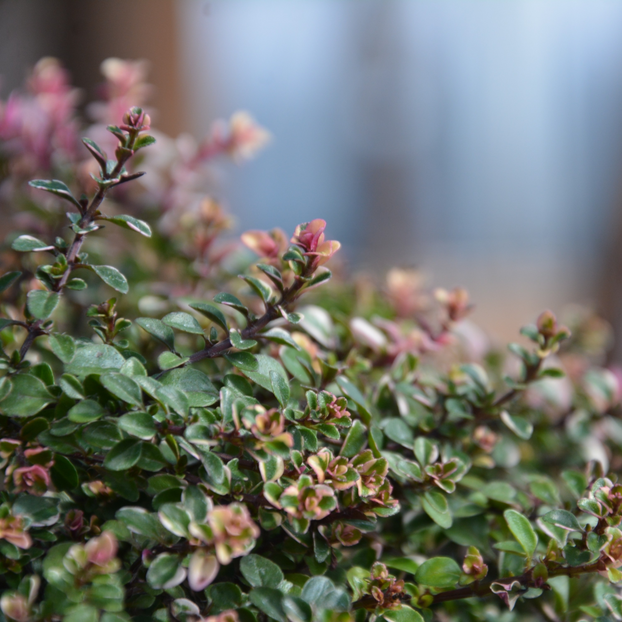 Thyme - Foxley