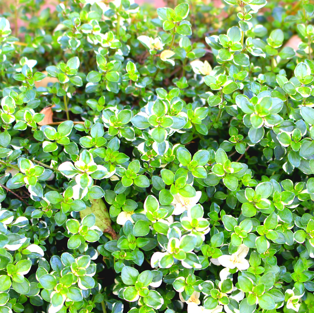 Thyme - Foxley