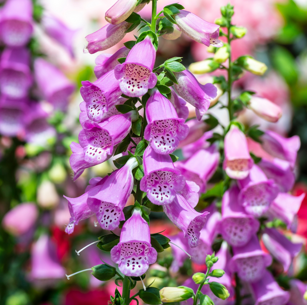 Foxglove