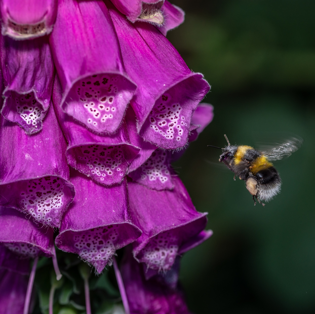 Foxglove