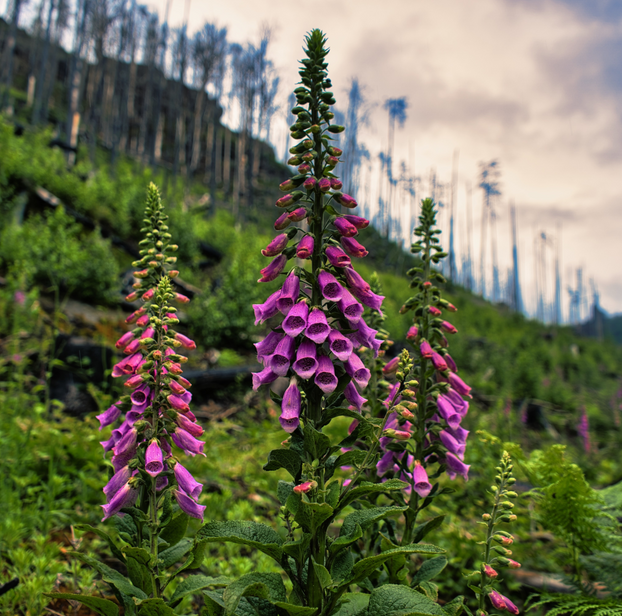Foxglove