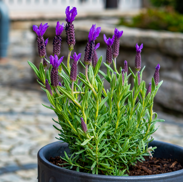 Lavender - French