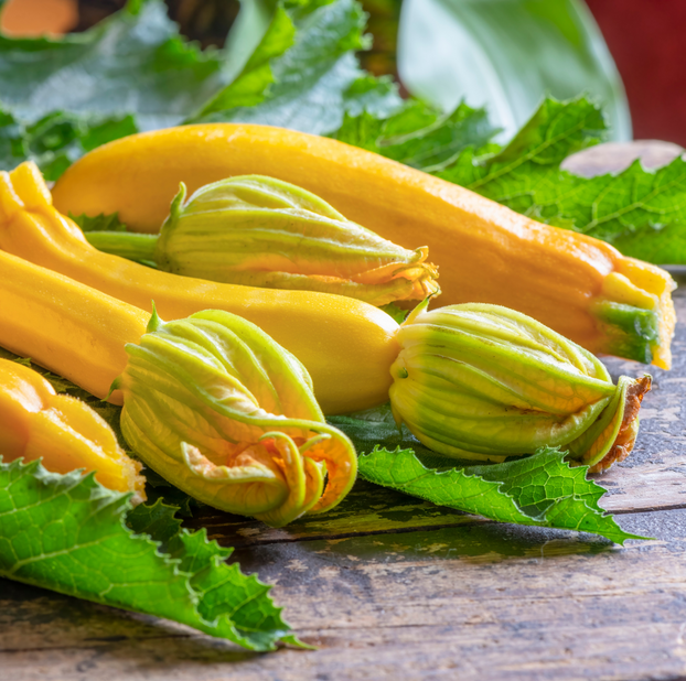 Courgette Golden Jemmer