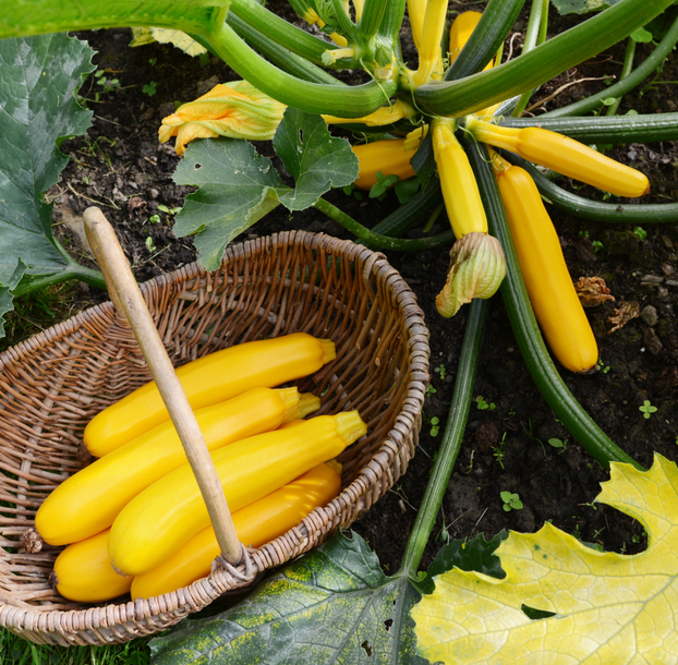 Courgette Golden Jemmer