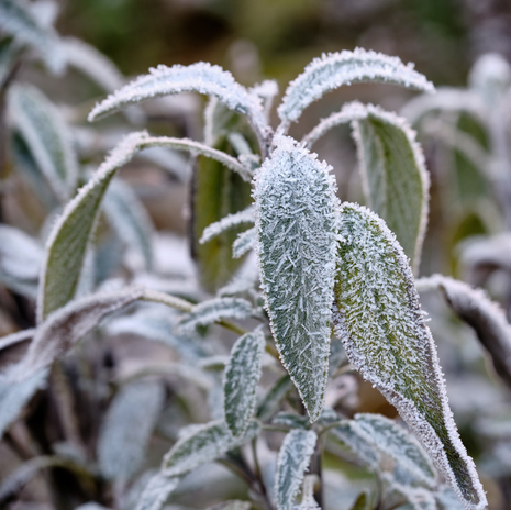 Evergreen Herb Collection