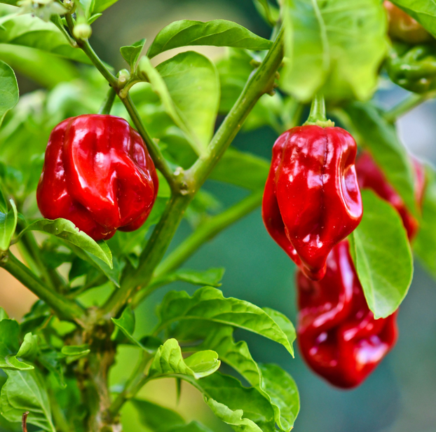 Chilli Pepper Habanero Paper Lantern
