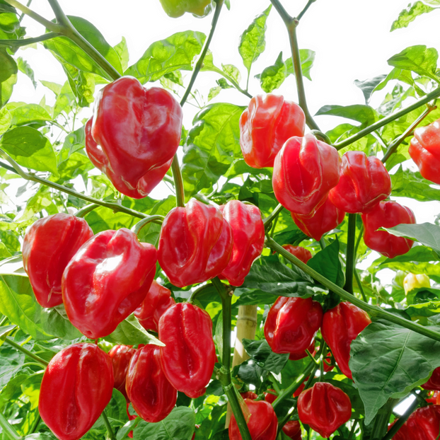 Chilli Pepper Habanero Paper Lantern