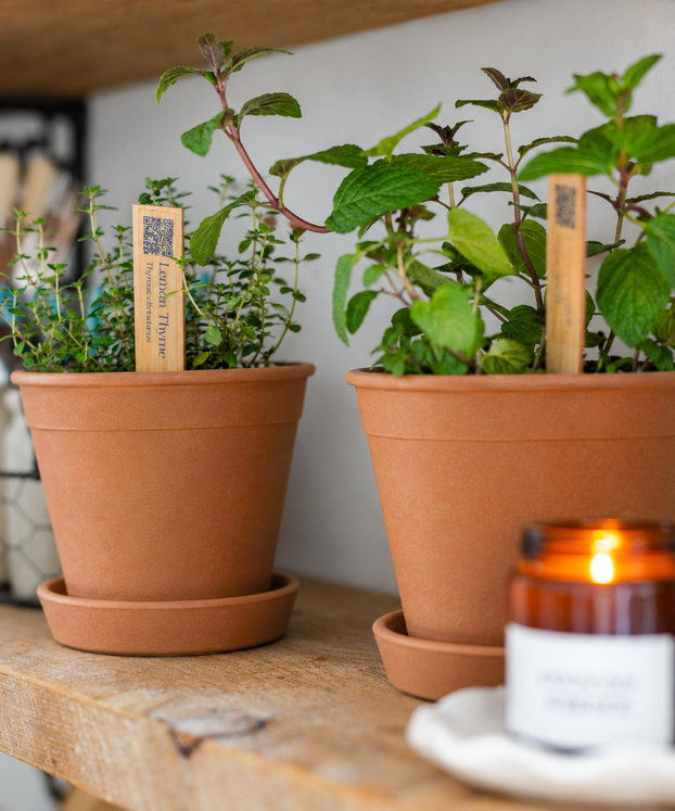 Mothers Day Herb Collection