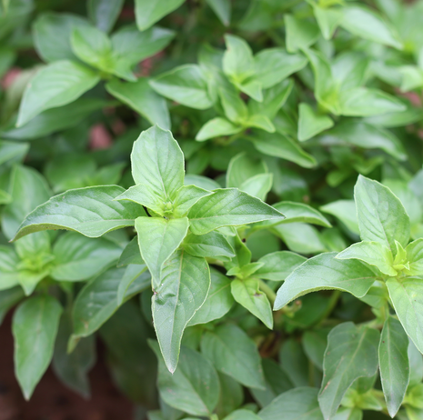 Basil - Lemon