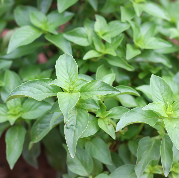 Basil - Lemon