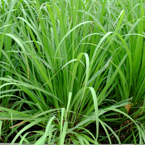 Lemon Grass