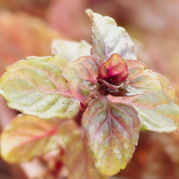 Mint - Berries & Cream