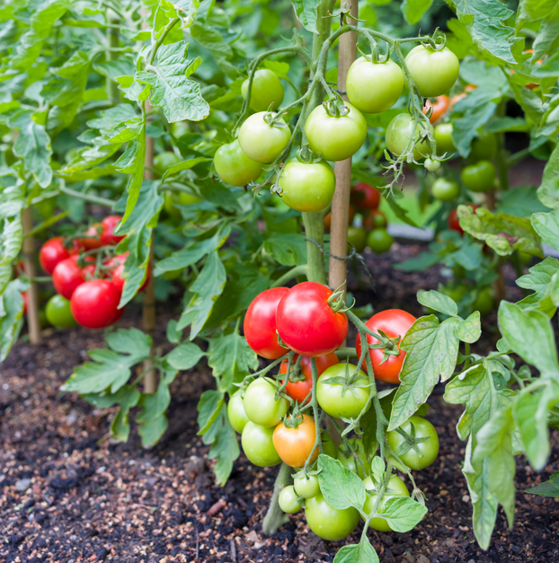 Tomato Moneymaker
