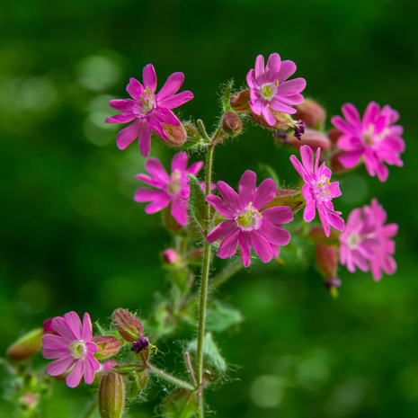 Red Campion