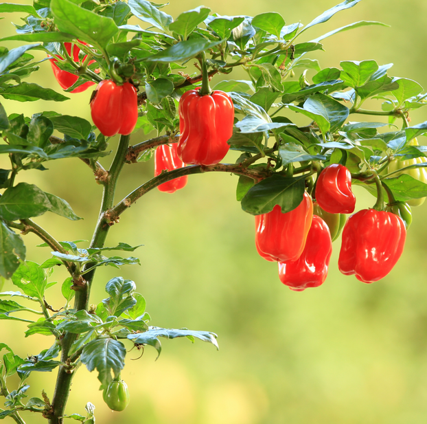 Chilli Pepper Scotch Bonnet
