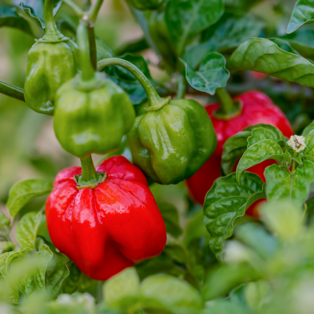 Chilli Pepper Scotch Bonnet