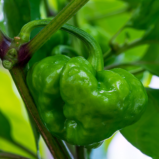 Chilli Pepper Scotch Bonnet