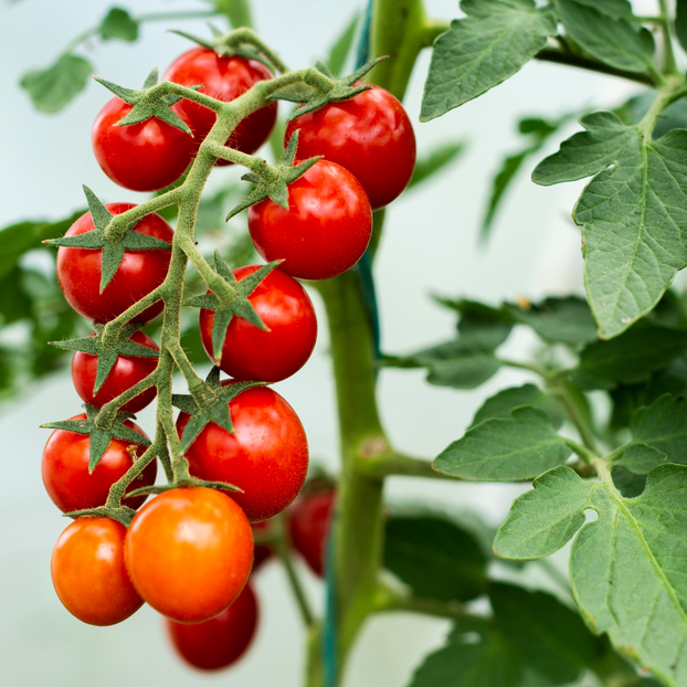 Tomato Sweet Aperitif