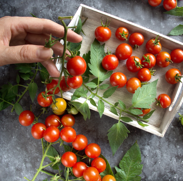 Tomato Sweet Aperitif