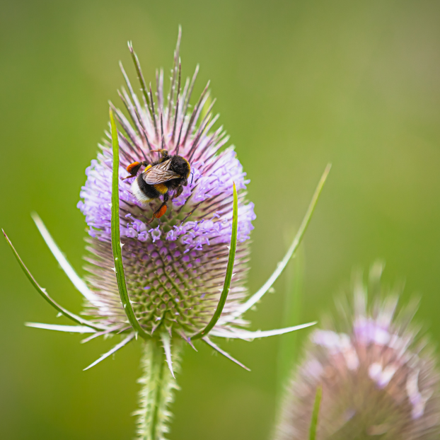Teasel
