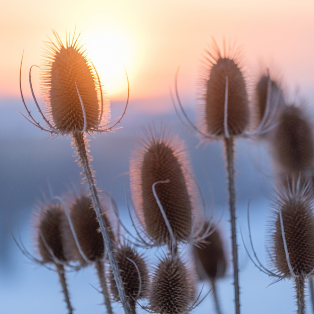 Teasel