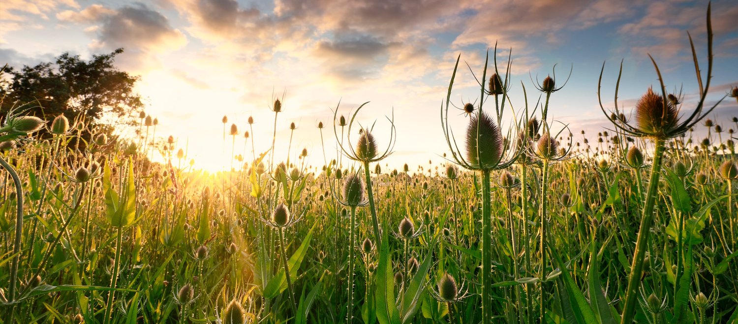 Average Height and Spread