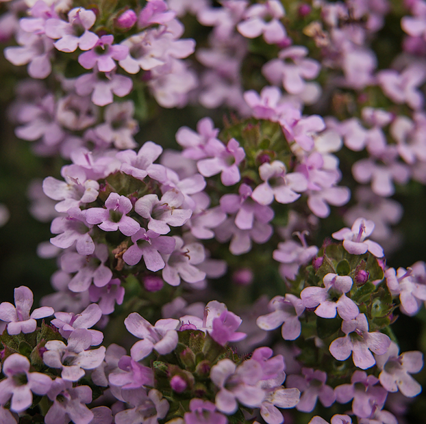 Thyme - Pink Chintz
